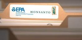 Oficial de la EPA, acusado de ayudar a Monsanto a “cajonear” un estudio sobre el riesgo cancerígeno de sus productos