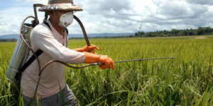 Lee más sobre el artículo Se acerca el veredicto: El primer juicio que alega que Roundup de Monsanto provoca cáncer en horas decisivas