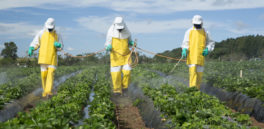 Monsanto Papers: El glifosato en la mira