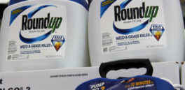 Monsanto culpable: segunda condena contra el Roundup por cancerígeno